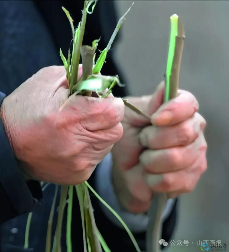 造纸4.jpg
